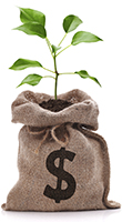 plant growing out of bag of money