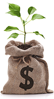 plant growing out of bag of money